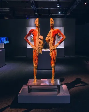 Bodies: The Exhibition Museum concert