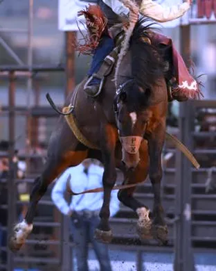 Bozeman Stampede Rodeo event