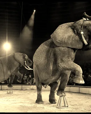 Carden Super Spectacular Circus Circus concert