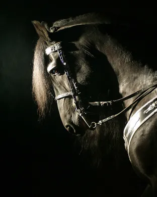 Gala Of The Royal Horses Fairs concert