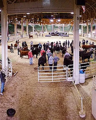 National Western Stock Show Rodeo event