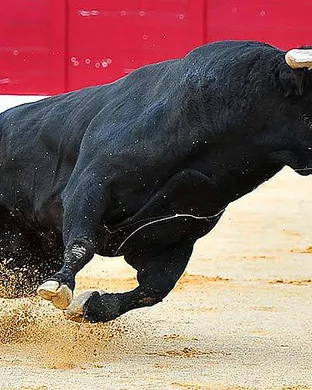 Pro Bull Riding Rodeo event