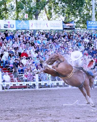 Strawberry Days Rodeo Rodeo event