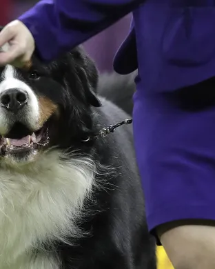 Westminster Kennel Club Dog Show Other concert